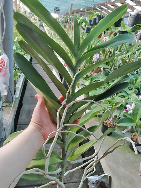 Renanstylis Azimah X Renanthera Bangkok Flame.jpg