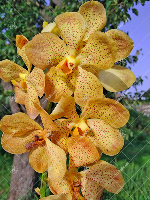 Mokara Khaw Phiak Suan – Vanda Rasri Gold.jpg