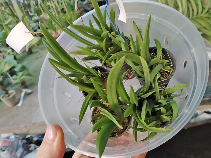 Oncidium (Tolumnia) Popoki Red.jpg