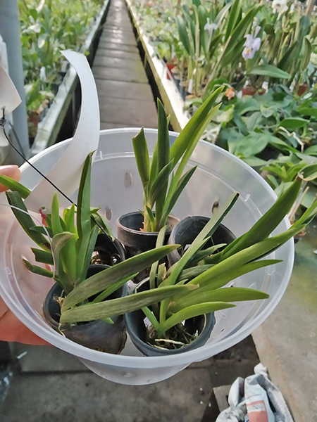 Oncidium (Tolumnia) Jairak Firm 'Super Red'.jpg