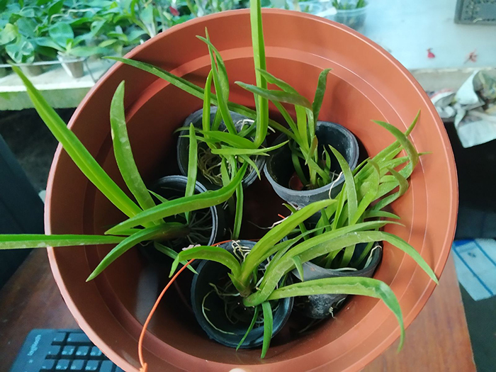 Oncidium (Tolumnia) Jairak Firm 'Super Brown'.jpg