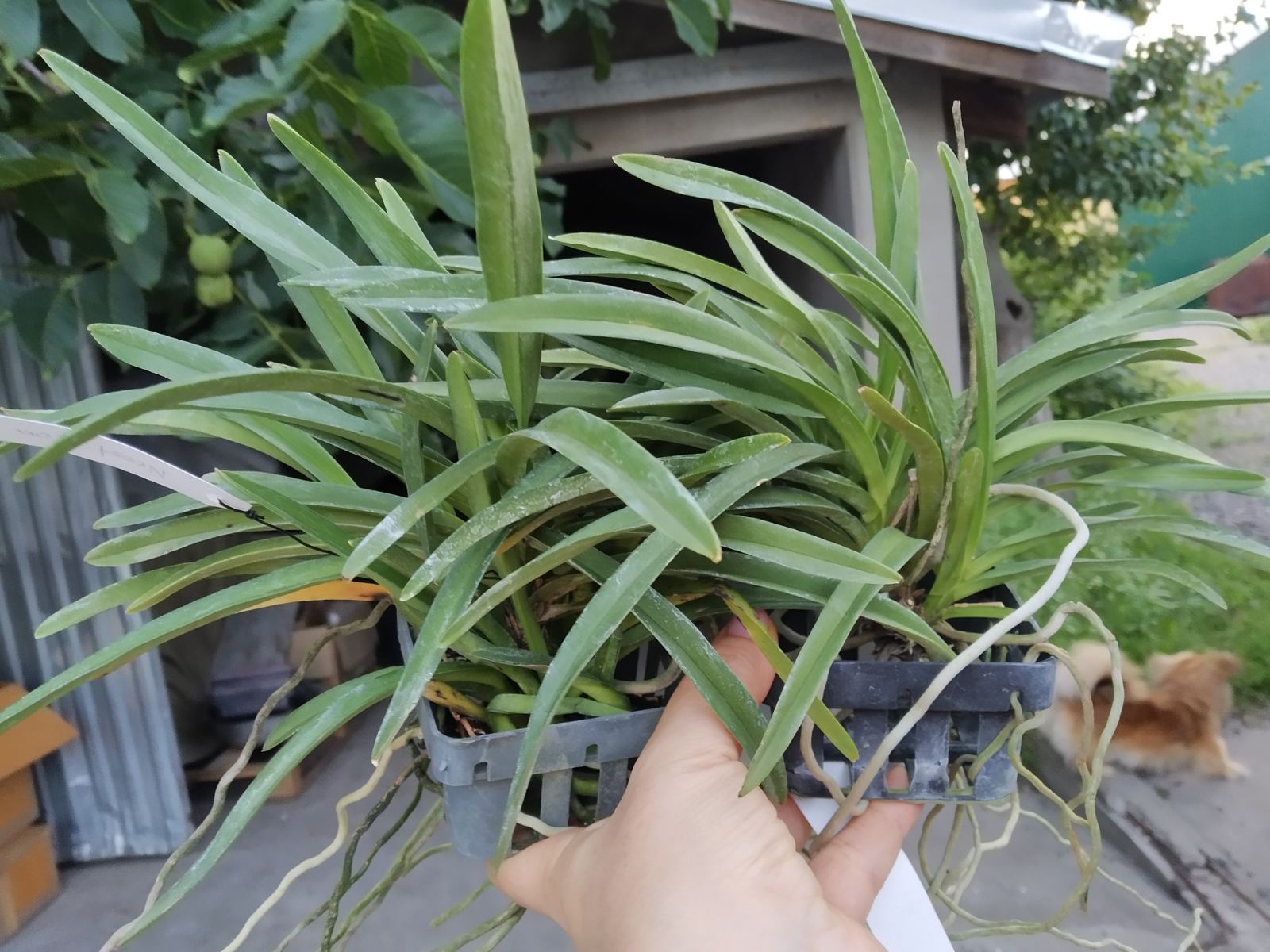 Neostylis Lou Snearly.jpg