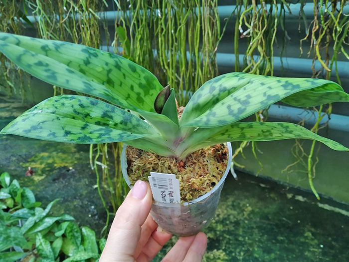 Paphiopedilum Maudiae vinicolor 'In-Charm' x self.jpg