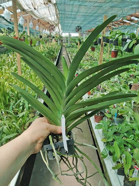 Ascocenda Kultana Gold x Vanda Kanchanaburi Gold.jpg