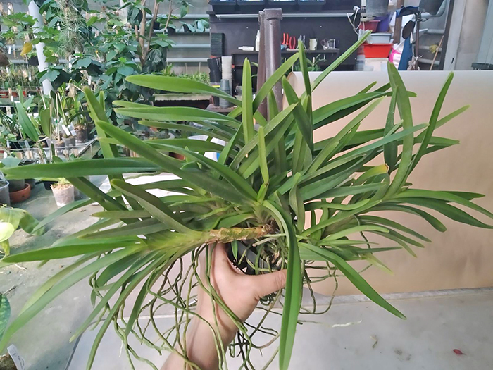 Vanda coerulescens – Neofinetia falcata.jpg