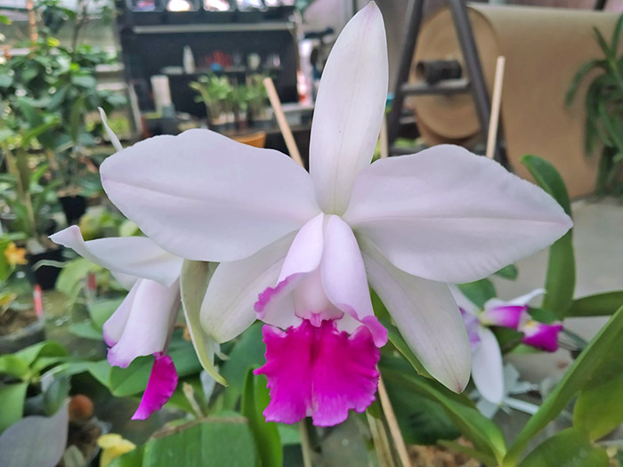 Cattleya intermedia tipo 'Xodozinho' x tipo 'Figueirinha II' (repeticao 742).jpg