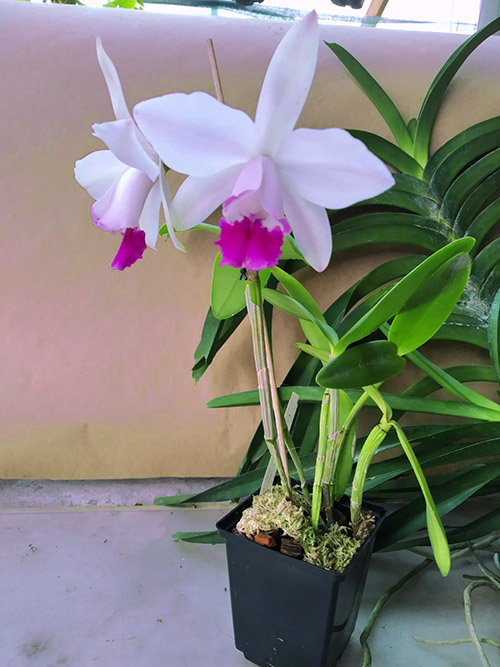 Cattleya intermedia tipo 'Xodozinho' x tipo 'Figueirinha II' (repeticao 742).jpg