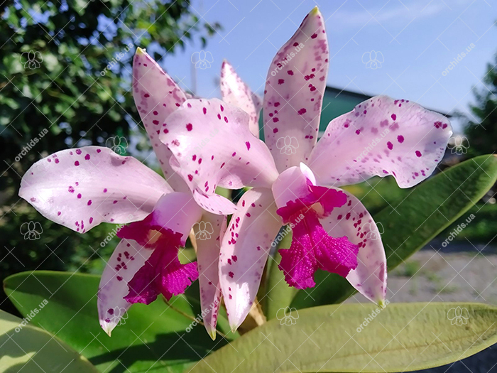 Cattleya amethystoglossa.jpg