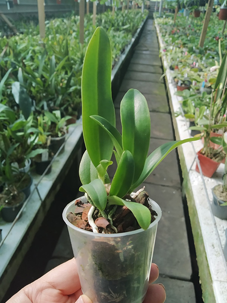 Cattleya mossiae var coerulea.jpg