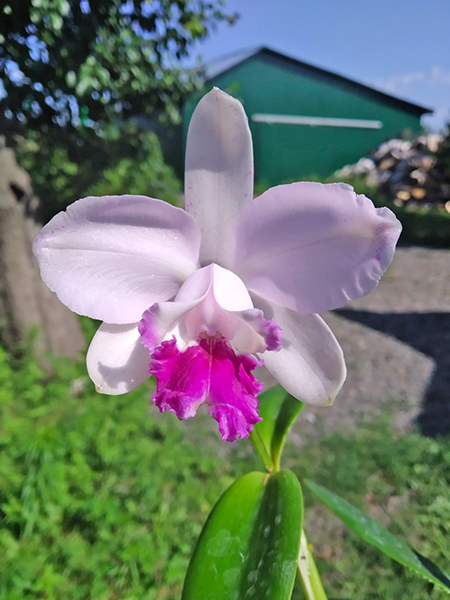 Cattleya intermedia vinicolor 'Carmenere' x tipo 'Claudio Deschamps'.jpg