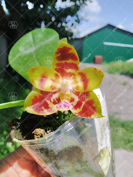 Phalaenopsis (Yaphon Yellow Bloom x KS Super Zebra).jpg