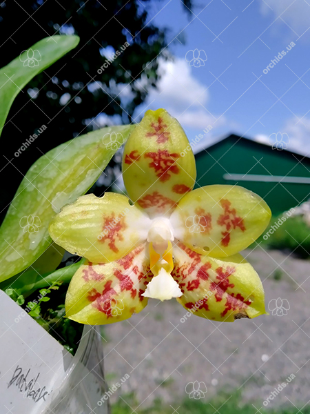 Phalaenopsis Yaphon Database x Yaphon 'Yellow Bomb'.jpg