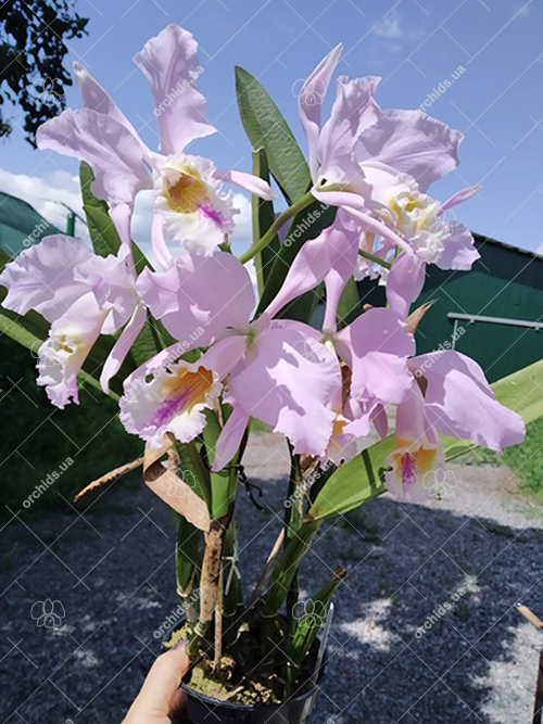 Cattleya mossiae yellow lip x coerulea 'Pablo'.jpg