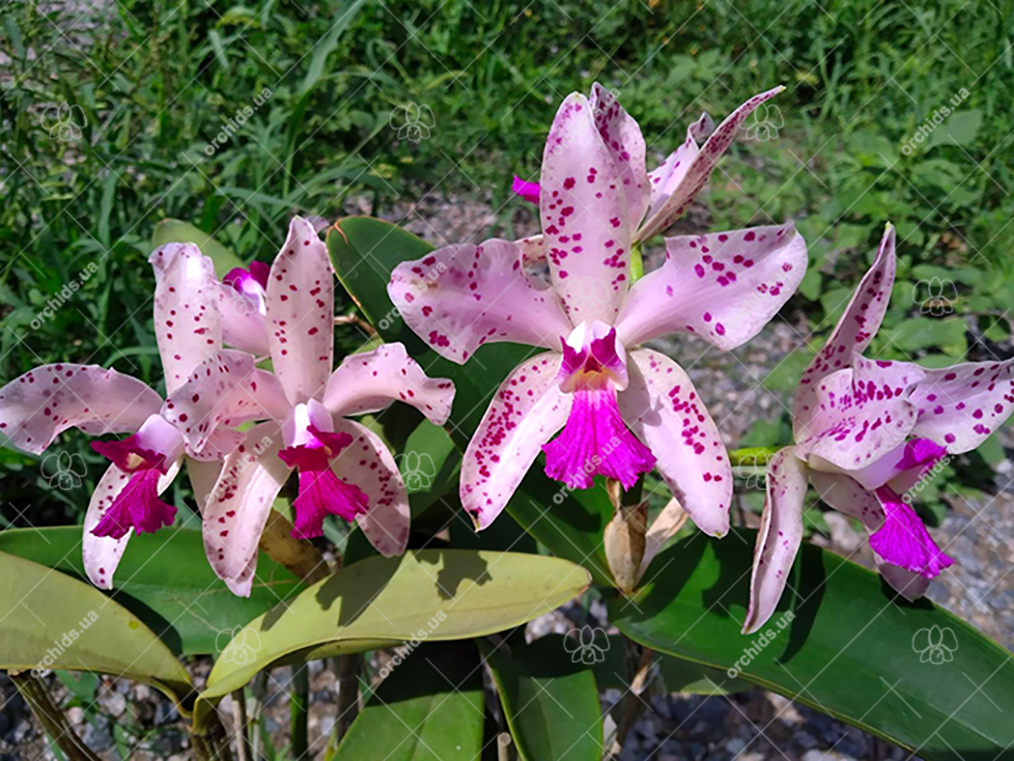 Cattleya amethystoglossa.jpg