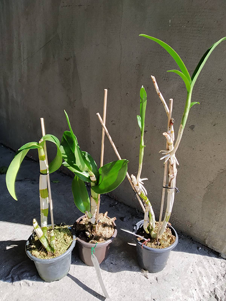 Dendrobium phalaenopsis hybr (3 штуки).jpg