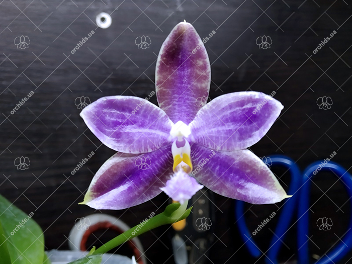 Phalaenopsis (YangYang Blue Liuli x lueddemanniana coerulea).jpg