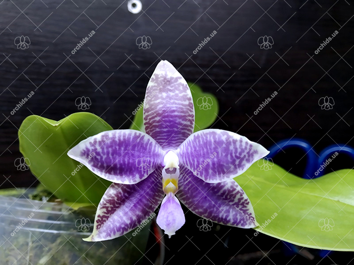 Phalaenopsis (YangYang Blueberry x lueddemannian fma coerulea).jpg