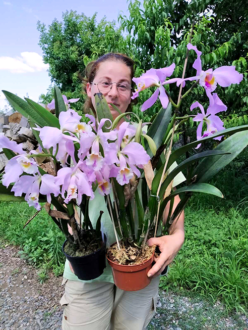 Cattleya mossiae yellow lip x coerulea 'Pablo'.jpg