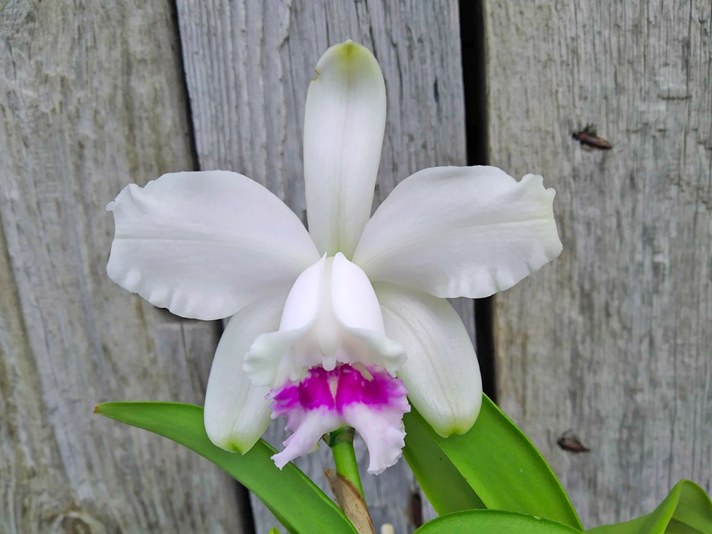 Cattleya intermedia multiforme 'Sol nascente' x multiforme 'Taturana'.jpg