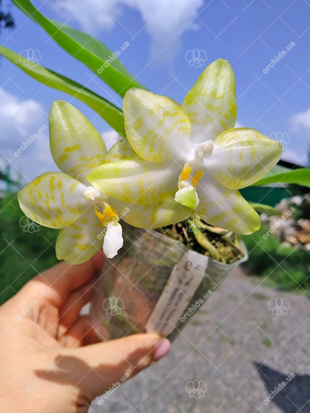 Phalaenopsis Yaphon 'Yellow Story' x Nobby's 'Doctor Chu'.jpg