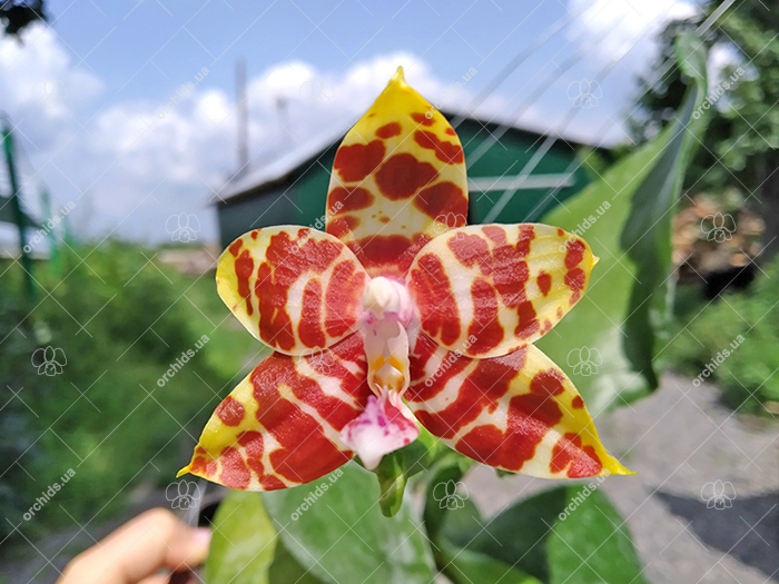 Phalaenopsis Amber Ambo x amboinensis.jpg