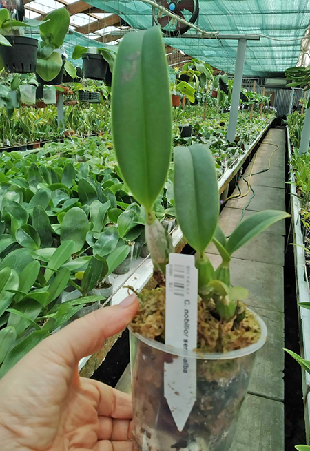 Cattleya nobilior semi-alba.jpg