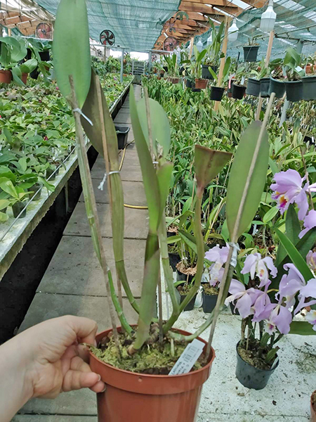 Cattleya lueddemanniana tipo ('Mariaux' x 'Francisco') x tipo ('Fennel' x 'Maruja').jpg