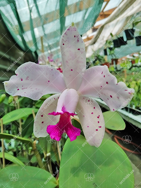 Cattleya amethystoglossa.jpg