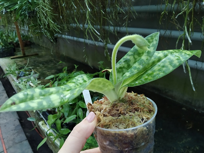 Paphiopedilum Maudiae alba (In-Charm).jpg