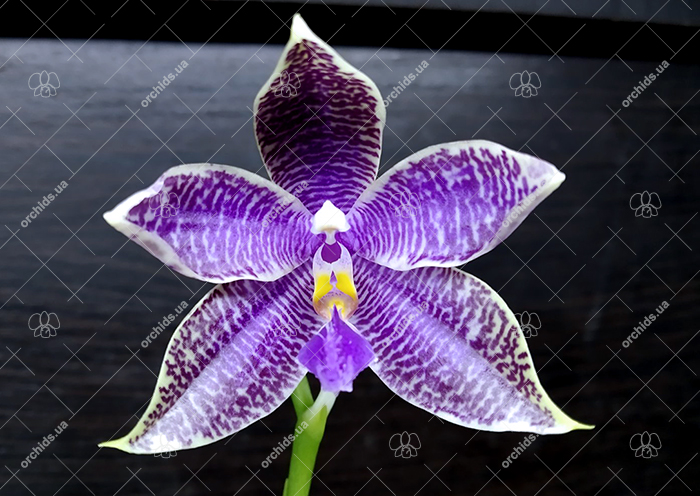 Phalaenopsis (YangYang Blueberry x lueddemannian fma coerulea).jpg