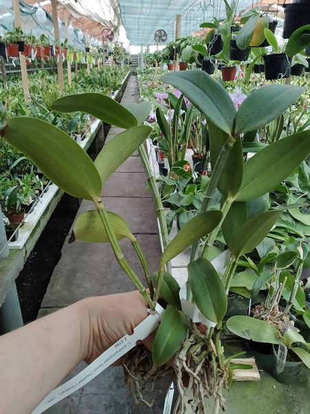 Cattleya amethystoglossa flamea ('Aquarela' x 'Respingo').jpg