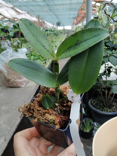 Cattleya amethystoglossa (flamea 'Princesinha' x fantasia 'Junina').jpg