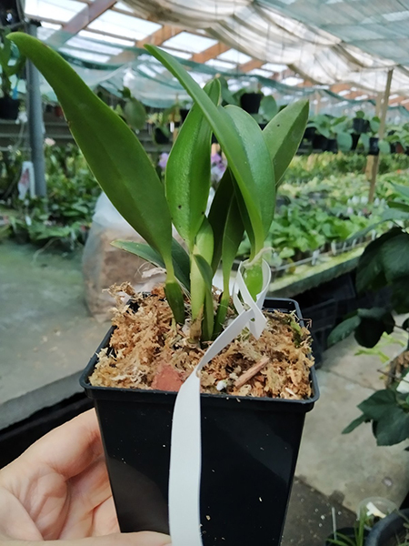 Laelia praestans (rubra 'Boneca' x rubra 'Star Trek').jpg