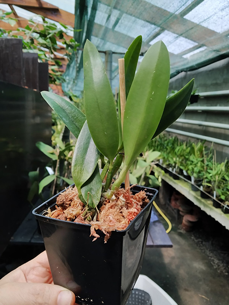 Laelia praestans ('Lena' x 'Edelweiss').jpg