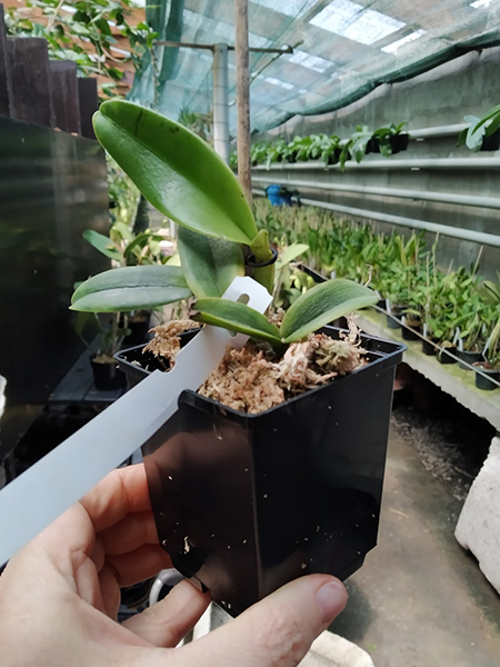 Cattleya labiata amesiana ('Menina' x 'Pedra Azul').jpg