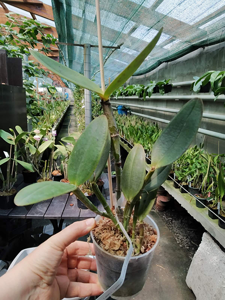 Cattleya amethystoglossa ('Andromeda' x flamea 'Campea').jpg