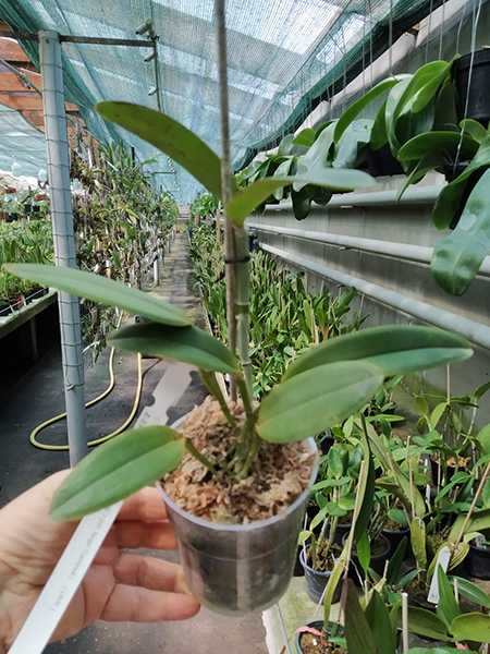 Cattleya amethystoglossa flamea ('Oasis' x petalas larga 'Campea').jpg