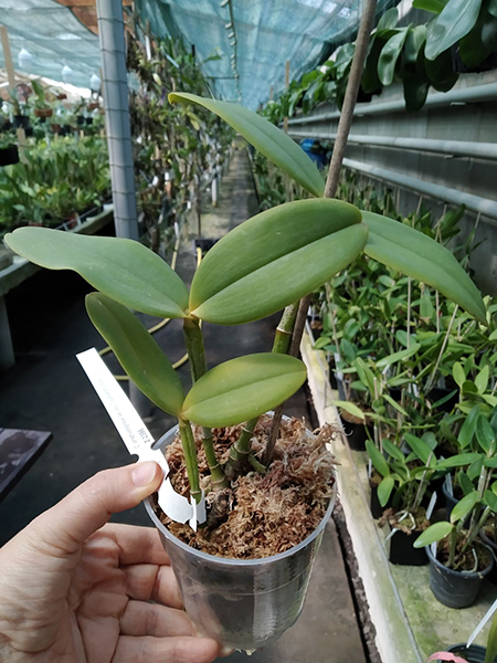 Cattleya amethystoglossa coerulea x aclandiae albina maculata.jpg