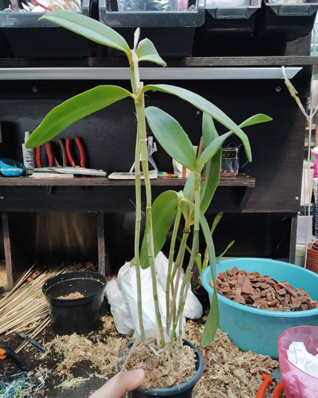 Cattleya schofieldiana (dark 'Gloriosa' x 'GU').jpg