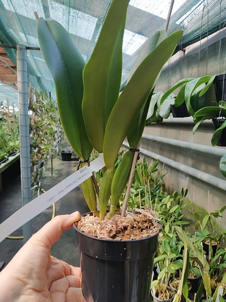 Cattleya trianae tipo 'Fine Variety' (98-8) x Cattleya trianae 'India' (10-8).jpg