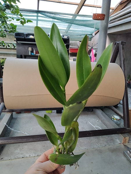 Cattleya leopoldii albina 'Dr Kley' x SELF.jpg