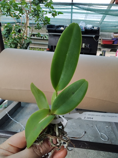 Cattleya labiata semi-alba ('Garganta Escura' x 'Marina').jpg