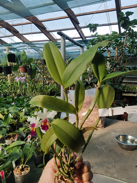 Cattleya schofieldiana 'Potira' XXX SELF.jpg