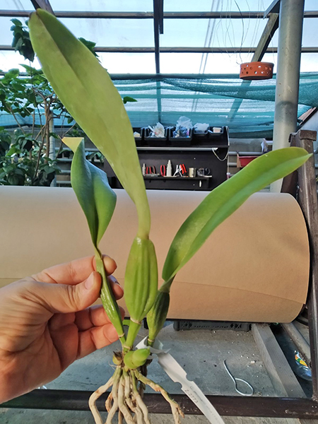 Cattleya jenmanii alba.jpg