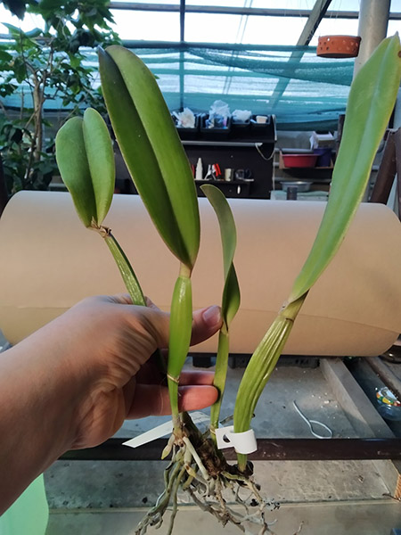 Cattleya jenmanii coerulea 'Pedra Azul' x SELF.jpg