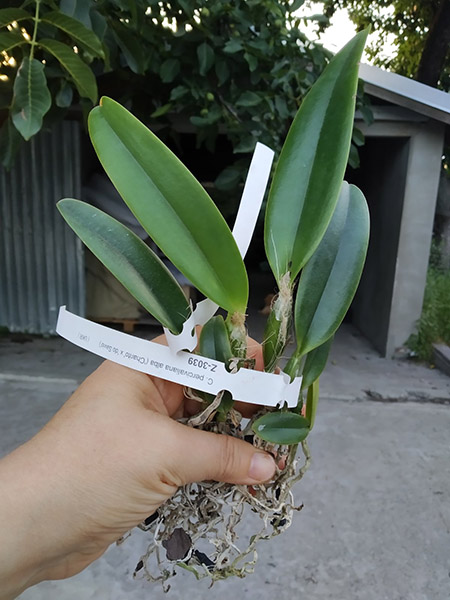 Cattleya percivaliana alba ('Charito' x 'do Savio').jpg