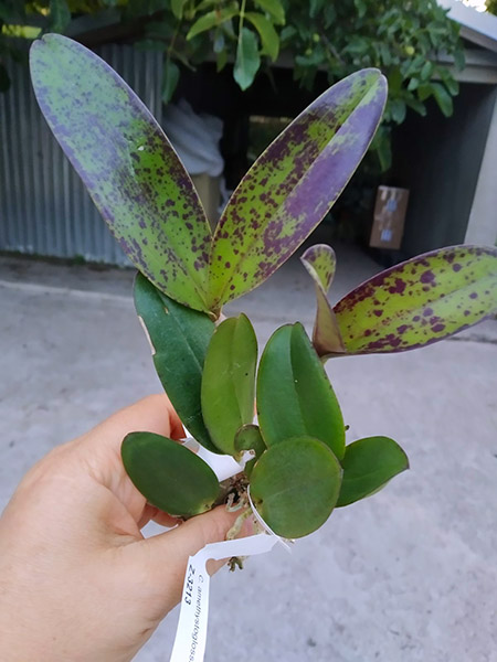 Cattleya amethystoglossa rubra ('Guaxe' x 'Lenita').jpg
