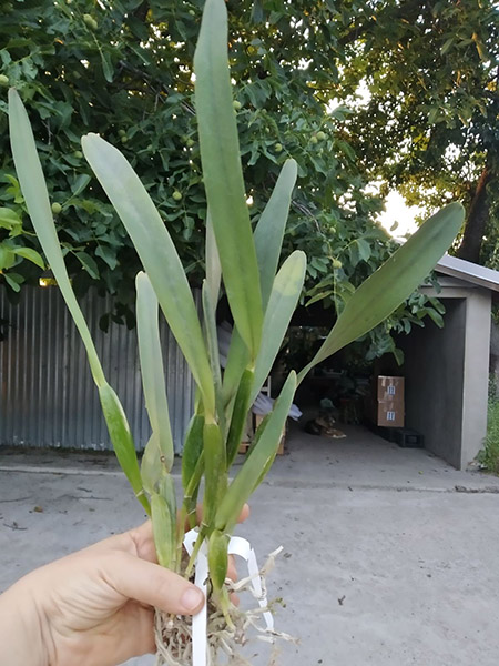 Laelia perrinii (concolor 'AWZ' x delicata 'AM').jpg