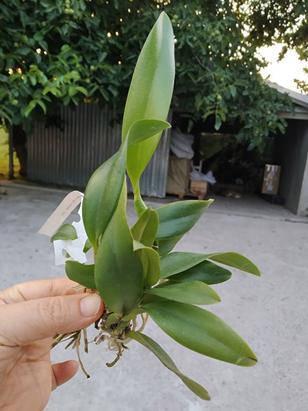 Laelia praestans (escura 'Bella' x rubra 'Tormenta').jpg