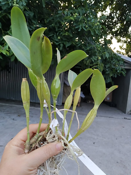 Cattleya skinneri alba 'Hakutsuru'.jpg